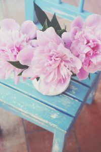 Tenderly rose peony in white metal jug with drops of water after the rain, on shabby blue chair in vintage style